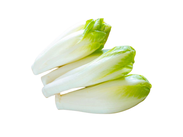 Endive blanche