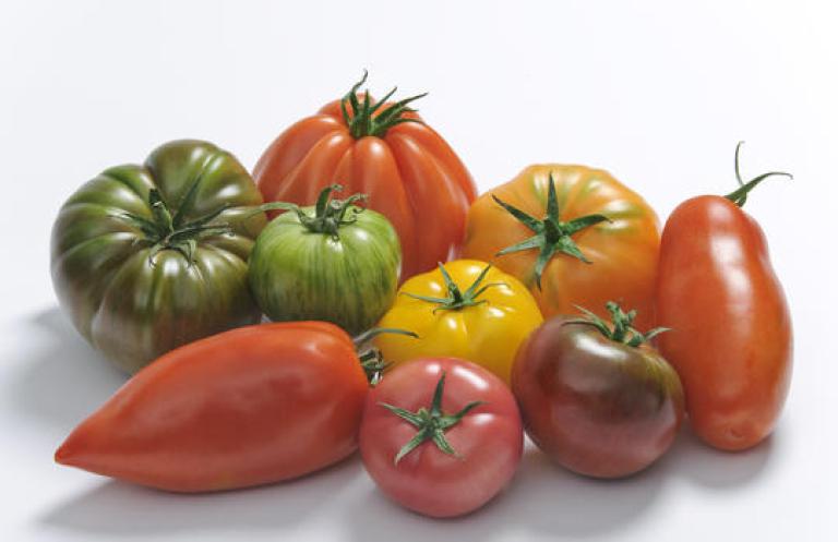 Tomates anciennes mix Finistère