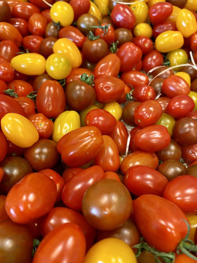 Tomates cerises multicolores Finistère