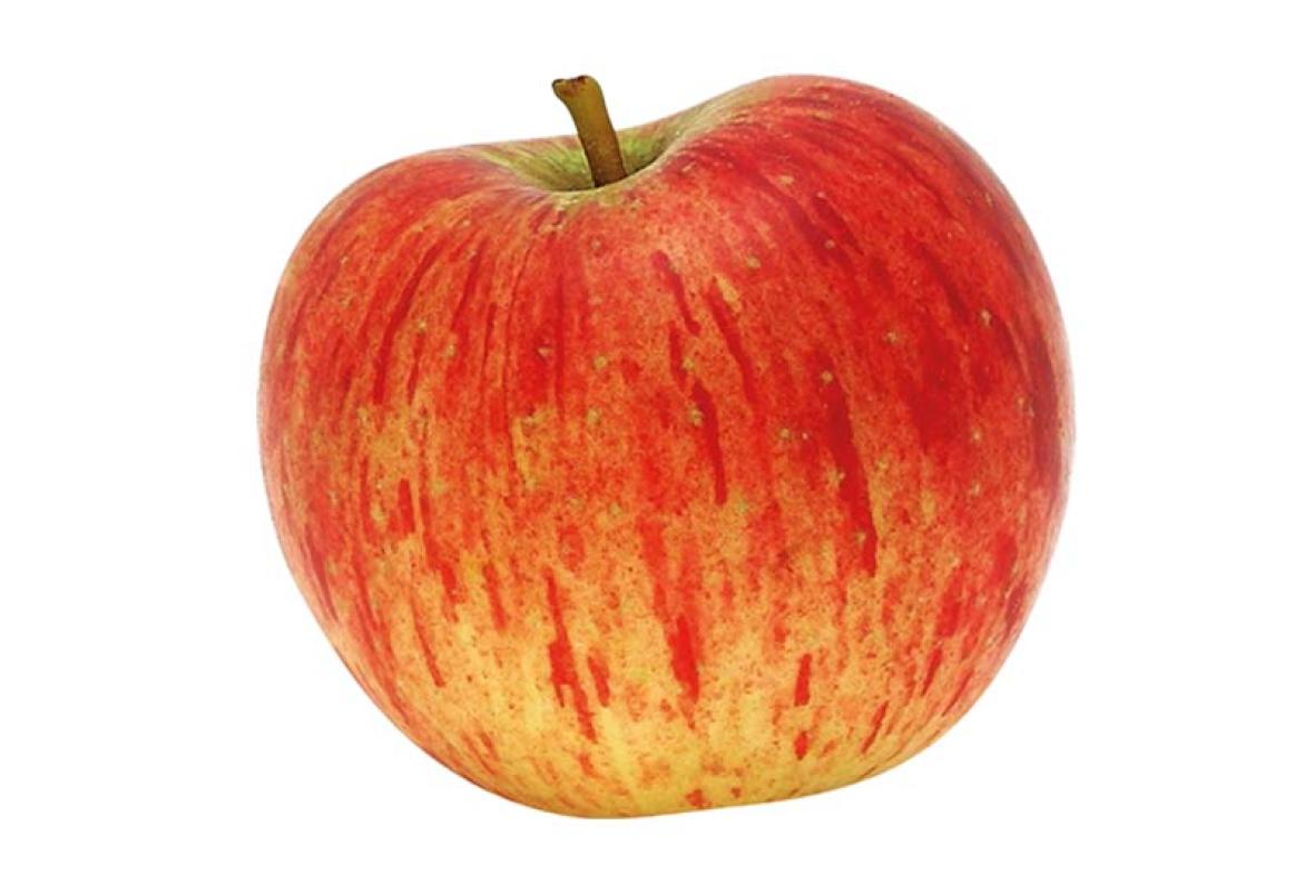 Fruits Pomme REINETTE Financer voyage scolaire