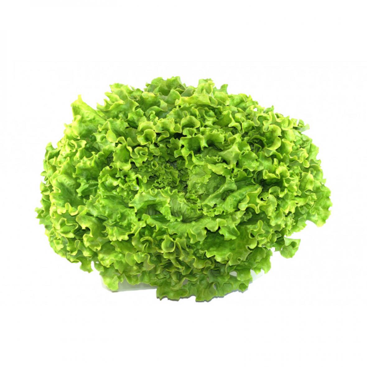 Légumes Salade Feuille Batavia Financer voyage scolaire