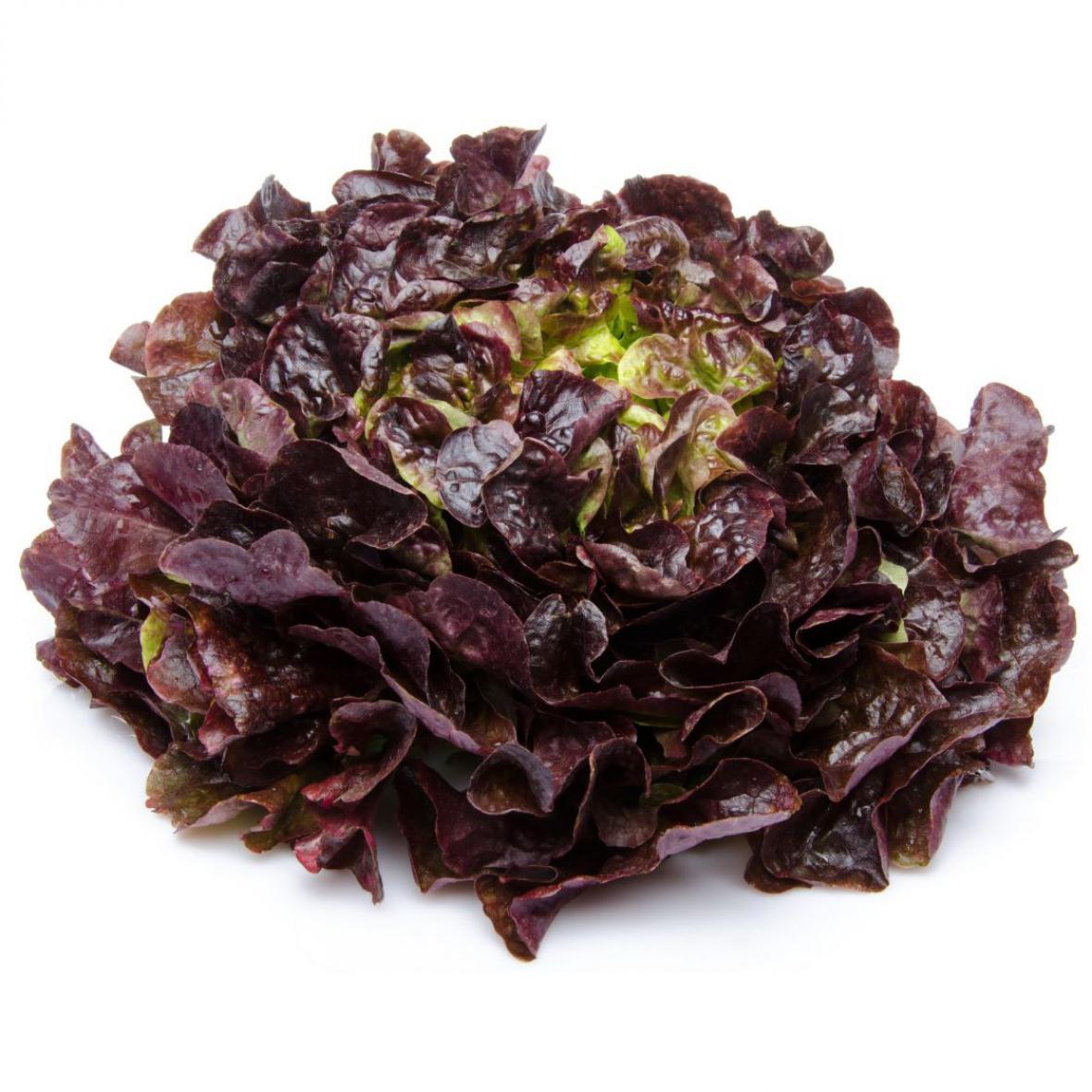 Légumes Salade feuille de chênes Rouge Financer voyage scolaire